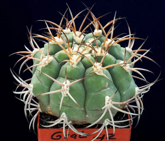 Gymnocalycium_zeggarae_1